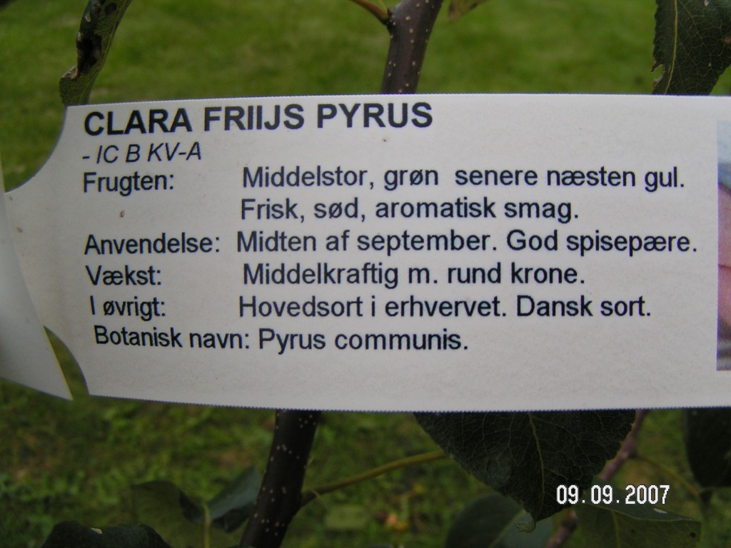 Clara Friis plante info