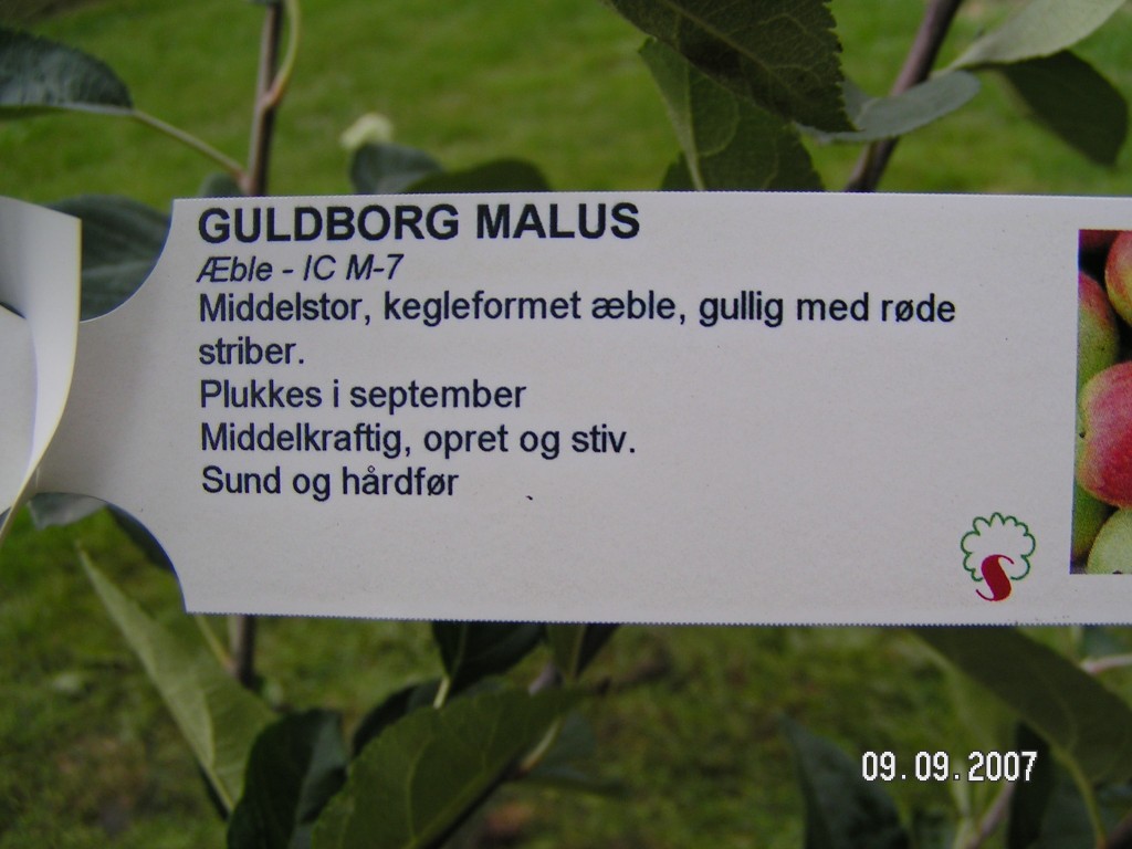 Guldborg plante info