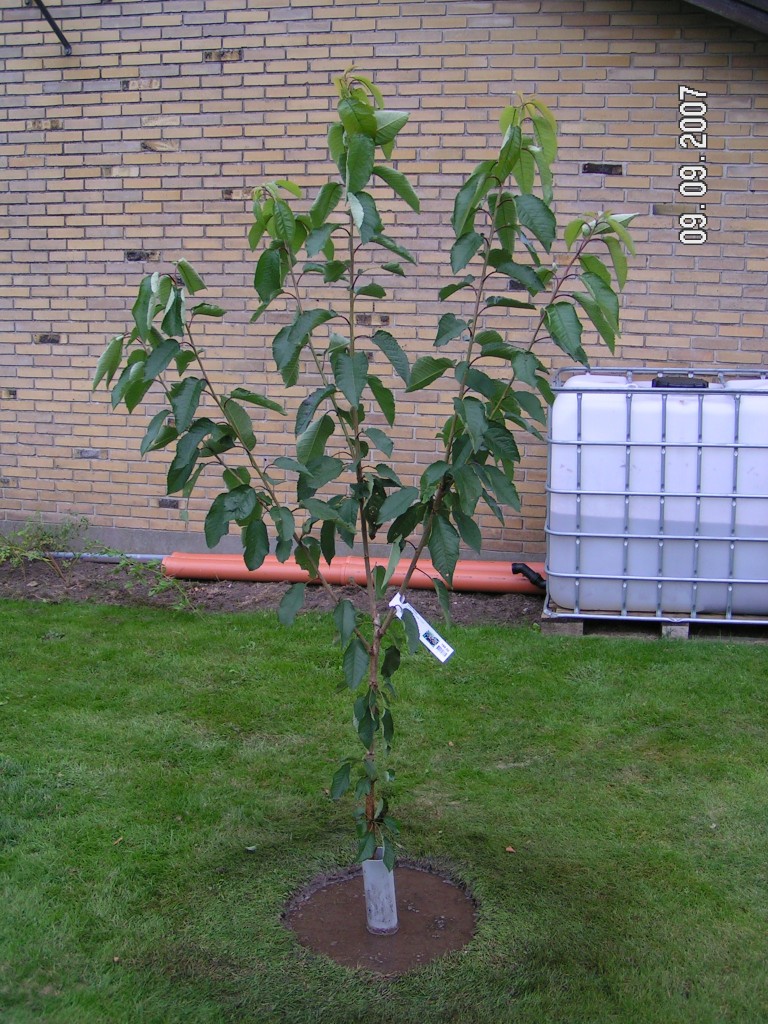 Lapins frugttræ