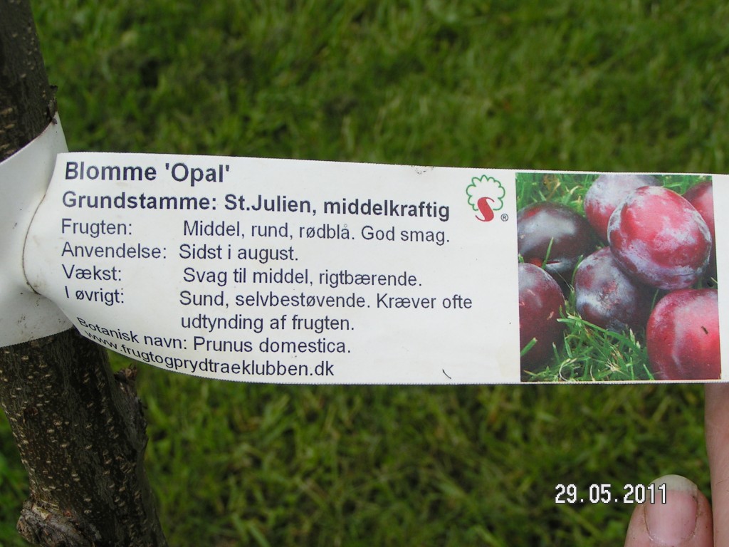 Opal plante info