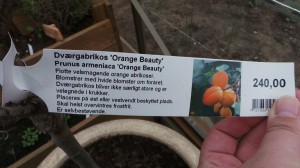 Orange Beauty Plante Info
