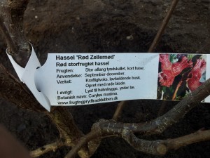 Rød Zellernød plante info